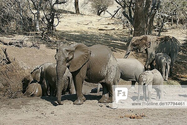 Afrikanischer (Loxodonta africana) Elefantnische Elefanten  Elefanten  Säugetiere  Tieren Elephant adults and calves  herd bathing at mud wallow  Botswana  Schlammbad  Afrika
