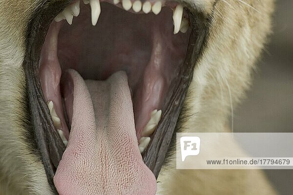 Afrikanischer Löwenische (PANTHERA LEO) Löwennischer Löwenische Löwen  Löwen  Raubkatzen  Raubtiere  Säugetiere  Tiere  Lion  mouth  tongue  teeth  yawning  roaring  Tanzania  Zunge  Zähne  Zahn  Gebiss