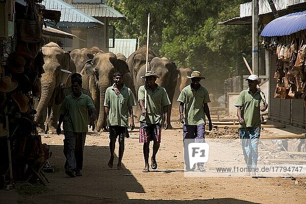 Asiatischer Elefant  Indischer Elefant  Asiatische Elefanten (Elephas maximus)  Indische Elefanten  Elefanten  Säugetiere  Tiere  Mahouts walking Asian Elephant Pinnawela  Sri Lanka  Reitelefant  Arbeitselefant  Asien
