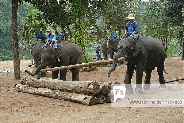 Asiatischer Elefant  Indischer Elefant  Asiatische Elefanten (Elephas maximus)  Indische Elefanten  Elefanten  Säugetiere  Tiere  Asian Elephant adults  working with mahouts  moving logs  Elephant Conservation Centre  Thailand  november  Reitelefant  Asien