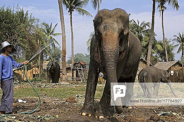 Asiatischer Elefant  Indischer Elefant  Asiatische Elefanten (Elephas maximus)  Indische Elefanten  Elefanten  Säugetiere  Tiere  Domestic Asian Elephant and mahout  Pattaya  Thailand  Reitelefant  Arbeitselefant  Asien