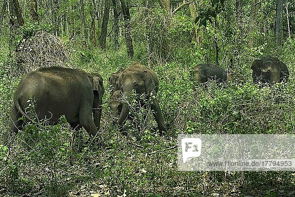 Asiatischer Elefant  Indischer Elefant  Asiatische Elefanten (Elephas maximus)  Indische Elefanten  Elefanten  Säugetiere  Tiere  Asian Elephant herd  feeding in forest habitat  Kabani Forest  Nagarhole N. P. Karnataka  India