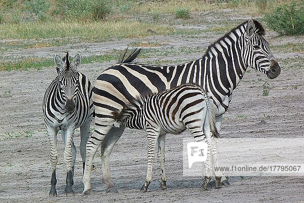 Gewöhnliches Zebra (Equus quagga)  erwachsenes Weibchen  Jährling und Fohlen  Säugling  Okavango-Delta  Botswana  Afrika
