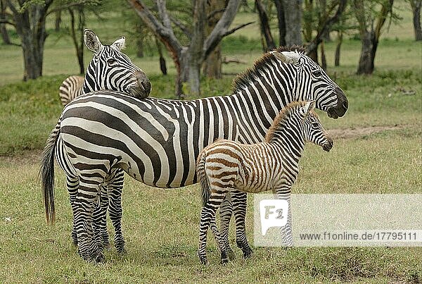 Gewöhnliches Zebra (Equus quagga)  erwachsenes Männchen  Weibchen und Fohlen  Lake Nakuru N. P. Kenia  Oktober