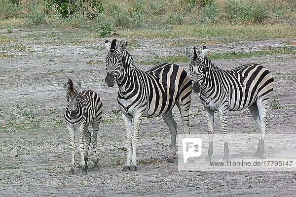 Gewöhnliches Zebra (Equus quagga)  erwachsenes Weibchen  Jährling und Fohlen  stehend  Okavango-Delta  Botswana  Afrika