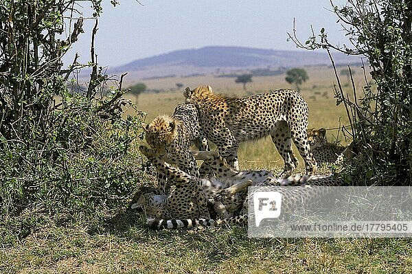 Cheetahs (Acinonyx jubatus) Large cubs