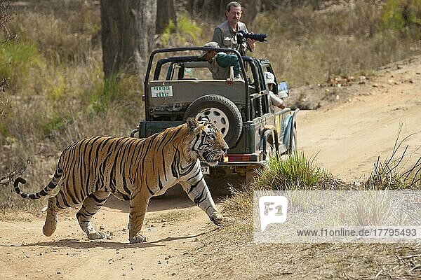 Indian tiger (Panthera tigris)  Royal Bengal tiger  tiger  predators  mammals  animals  Indian tiger adult  walking across track near off-road vehicle with photographer  Kanha N. P. Madhya Pradesh  India  Asia