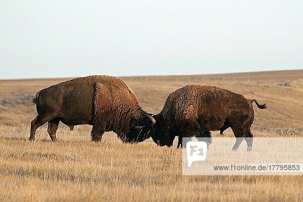 Plains Bison (Bison-Bison-Bison) zwei erwachsene Männchen  kämpfen in der Kurzgras-Prärie  Westblock  Grasland N. P. Süd-Saskatchewan  Kanada  Oktober  Nordamerika