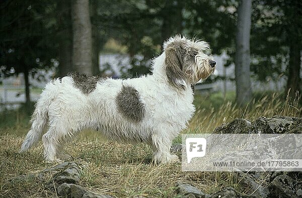 Haushund  Basset Griffon Vendeen Petit (Frankreich) (Riechender Hund)