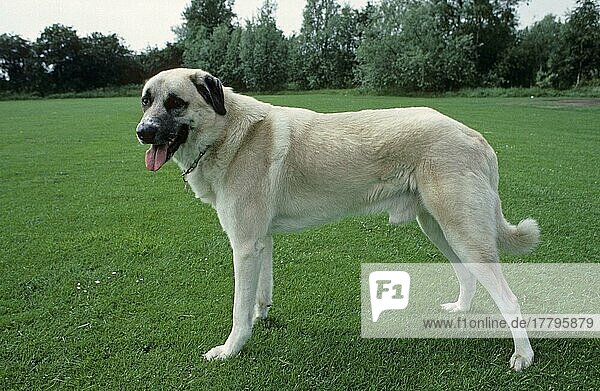 Haushund  Anatolischer 'Karabasch' auf Gras stehend  Keuchend  großer türkischer Hirtenhund