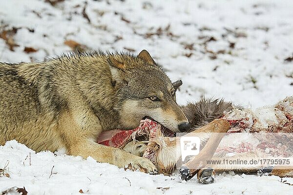 Grauer Wolf (Canis lupus)  erwachsenes Weibchen  ernährt sich von Weißwedelhirsch (Odocoileus virginianus)  der im Schnee Beute macht  Minnesota  U. S. A. Januar (in Gefangenschaft)