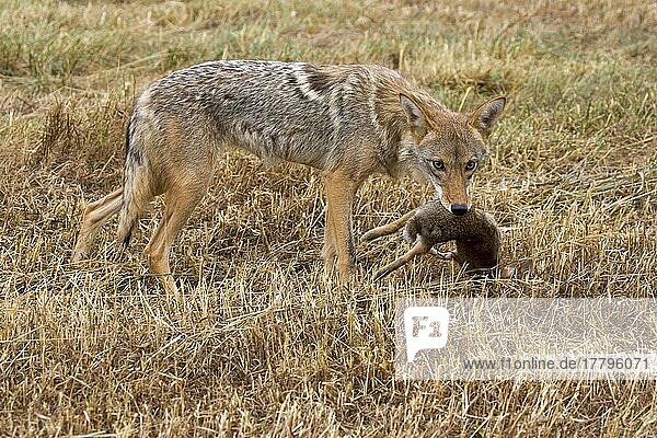 Coyote - insgesamt 1977 Bilder bei Bildagentur F1online