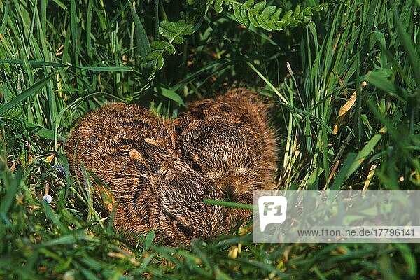 Feldhase  Feldhasen (Lepus europaeus)  Hasen  Nagetiere  Säugetiere  Tiere  European Hare Two leverets hiding in long graß (S)