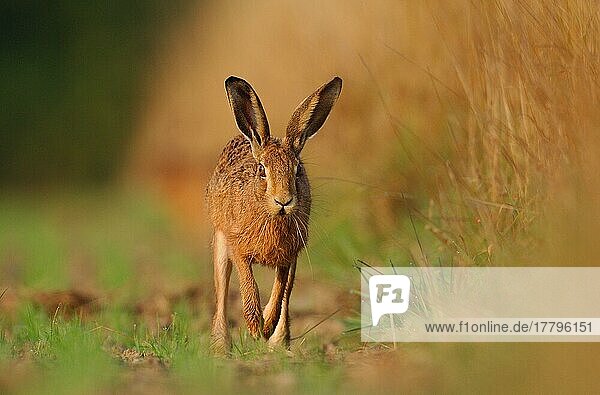 Feldhase  Feldhasen (Lepus europaeus)  Hasen  Nagetiere  Säugetiere  Tiere  European Hare adult  running along field margin  Derbyshire  England  june