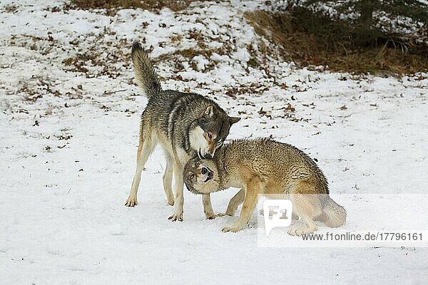 Wolf  Wölfe (Canis lupus)  Hundeartige  Raubtiere  Säugetiere  Tiere  Grey Wolf adult pair  female in submissive posture during interaction with alpha male  in snow  Minnesota  U. S. A. January (captive)  Beschwichtigungsverhalten