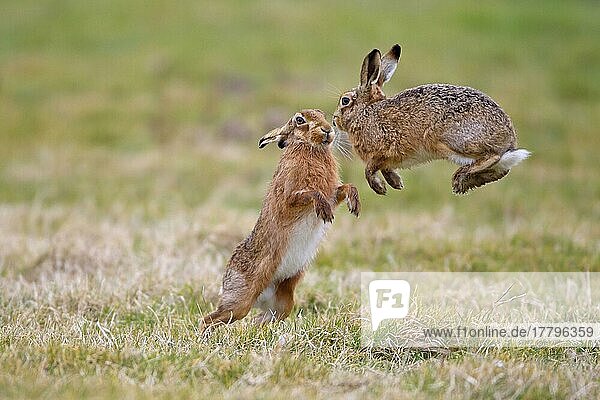 Feldhase (Lepus europaeus) zwei erwachsene Männchen  eines springt  um dem Angriff des dominanten Männchens auszuweichen  nachdem es sich dem Weibchen zu sehr genähert hat  Suffolk  England  Februar