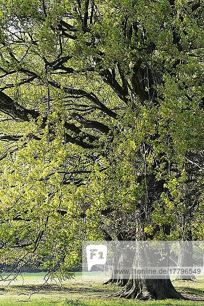 Common beech (Fagus sylvatica)  nature reserve Egelsberg  Crefeld  NRW  North Rhine-Westphalia  Germany  Europe