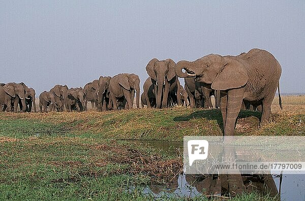 Afrikanische Elefanten (Loxodonta africana)  Chobe-Nationalpark  Botsuana