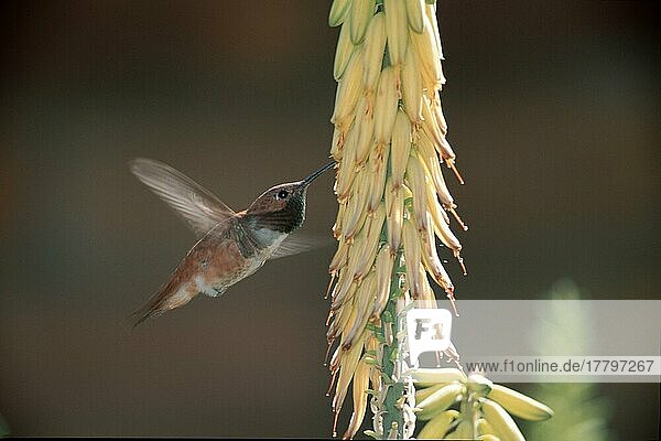 Rotbraun-Kolibri (Selasphorus rufus)  Sonora-Wüste  Arizona  Seite  USA  Nordamerika
