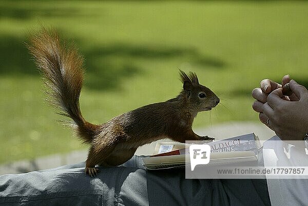 Red Squirrel  beeing feeded  Eichhörnchen (Sciurus vulgaris)  wird gefüttert  Deutschland  Europa