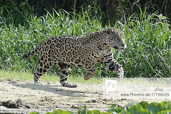 Männlicher Jaguar (Panthera onca)  rennend und jagend  Cuiaba Fluss  Pantanal  Mato Grosso  Brasilien  Südamerika