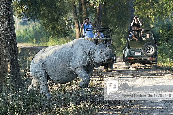 Indisches Nashorn (Rhinoceros unicornis) beim Überqueren einer Waldstraße vor einem Fahrzeug mit Touristen  Kaziranga National Park  Assam  Indien  Asien