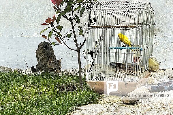 Katze  die vor einem Kanarienvogel in einem Käfig umherstreift  Kruje  Albanien  Europa