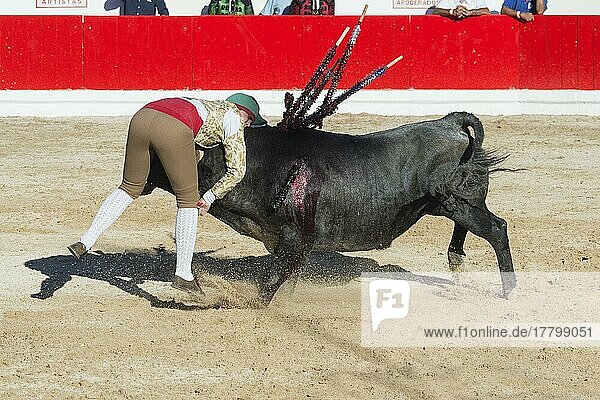 Stierkampf in Alcochete  Forcado fordert einen Stier heraus und versucht ihn zu stoppen  Stiere werden während des Stierkampfes nicht getötet  Festas do Barrete Verde e das Salinas  Alcochete  Provinz Setubal  Portugal  Europa