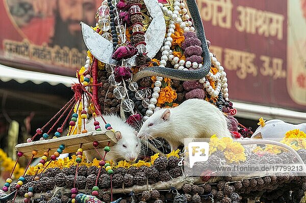 Sadhu-Hut mit weißen Ratten  Allahabad Kumbh Mela  größte religiöse Versammlung der Welt  Uttar Pradesh  Indien  Asien