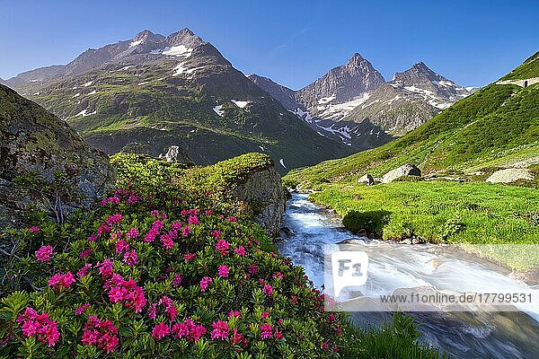 Flowering rusty-leaved alpenroses (Rhododendron ferrugineum) by a mountain stream on the Susten Pass  Canton Uri  Switzerland  Europe