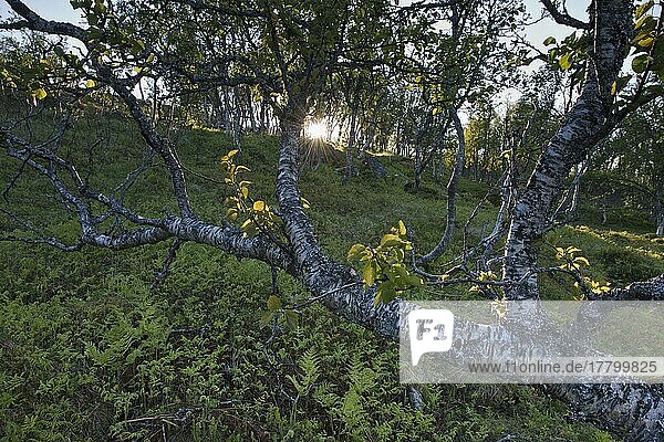 Morgensonne im Birkenwald (Betula pendula)  Kvaloya  Norwegen  Europa