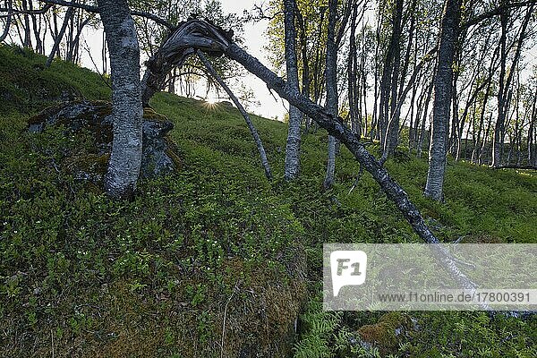 Morgensonne im Birkenwald (Betula pendula)  Kvaloya  Norwegen  Europa
