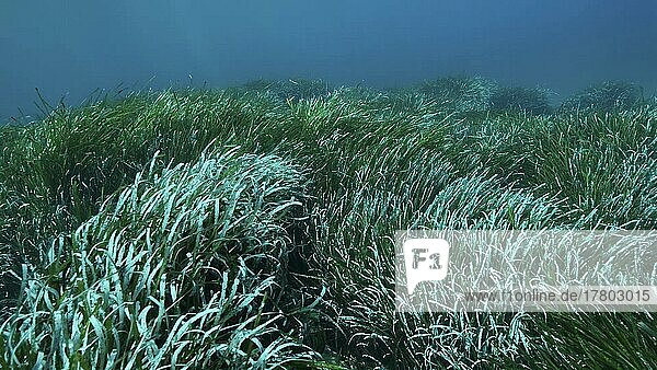 Dichtes Dickicht aus grünem Seegras Posidonia  auf blauem Wasser Hintergrund. Grünes Seegras Mittelmeer-Bandkraut oder Neptungras (Posidonia) . Mediterrane Unterwasserlandschaft. Mittelmeer  Zypern  Europa