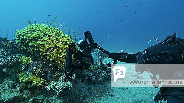 Underwater videographer shooting tropical fishes swimming near Lettuce coral or Yellow Scroll Coral (Turbinaria reniformis) . Red sea  Egypt  Africa