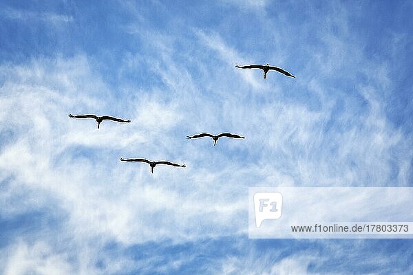 Vier fliegende Graukraniche (Grus grus)  Vogelzug  Silhouetten am leicht bewölkten Himmel  Textfreiraum  Insel Gotland  Schweden  Europa