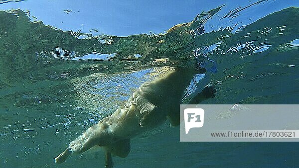 Underwater view golden retriever swim in the sea. The dog swims on the surface of the water. Red sea  Egypt  Africa