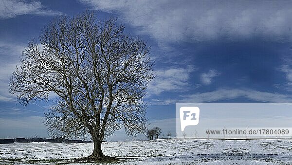 Ein einsamer Baum im Schnee mit klarem Himmel  isoliert Baum im Schnee mit Kopie Raum Stavanger  Norwegen  Europa