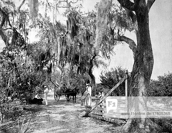 Landschaft nahe der Kleinstadt Ormond im Bundesstaat Florida  ein sehr schöner Ort mit Steinen und Schlingen an den Ästen  eine Pferdekutsche  Mann  Frau und Kind an einem Tor  ca 1880  Amerika  Historisch  digital restaurierte Reproduktion einer Fotovorlage aus dem 19. Jahrhundert