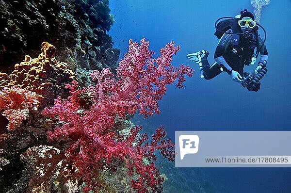 Weichkoralle (Nephtya) mit Taucher  Rotes Meer  Ägypten  Afrika