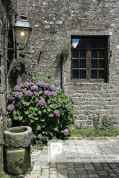 Hortensien vor einem alten Steinhaus  Locronan  als eines der schönsten Dörfer Frankreichs ausgezeichnet  Departement Finistere Penn-ar-Bed  Region Bretagne Breizh  Frankreich  Europa