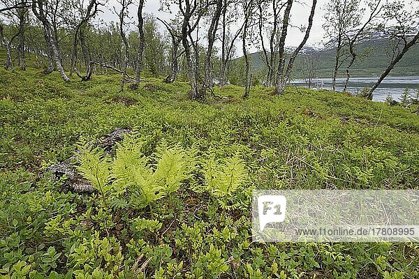 Birkenwald (Betula pendula)  Kvaloya  Norwegen  Europa