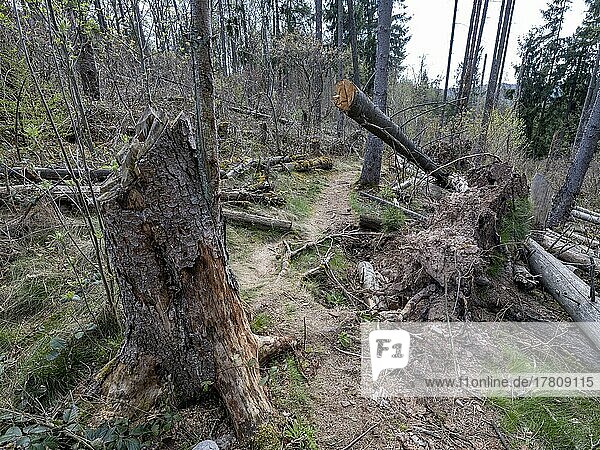Umgestürzte Bäume im Nationalpark Kellerwald-Edersee  Vöhl  Hessen  Deutschland  Europa
