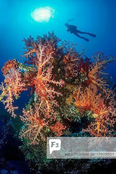 Gegenlichtaufnahme von Kolonie von Weichkorallen (Dendronephthya) wächst auf Korallenblock aus Steinkorallen (Scleractinia)  im Hintergrund Taucher mit Unterwasserlampe  Rotes Meer  Ras Mohammed  Sharm el Sheikh  Sinai  Ägypten  Afrika