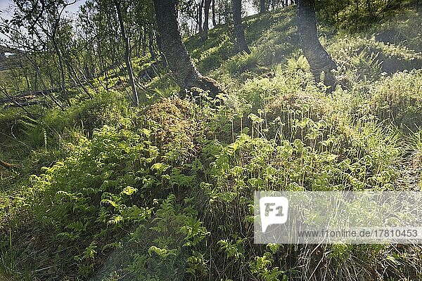 Birkenwald (Betula pendula)  Kvaloya  Norwegen  Europa