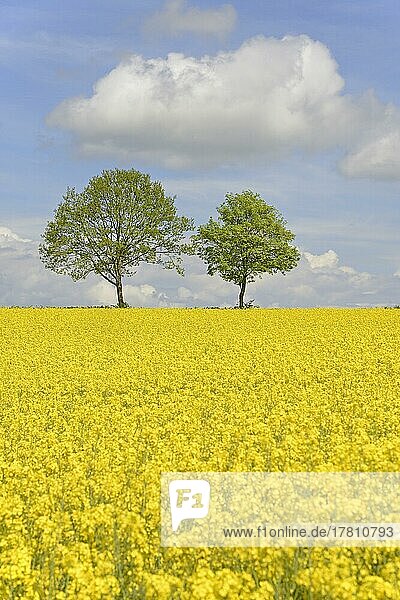 Laubbäume an einem blühenden Rapsfeld (Brassica napus)  blauer Wolkenhimmel  Nordrhein-Westfalen  Deutschland  Europa