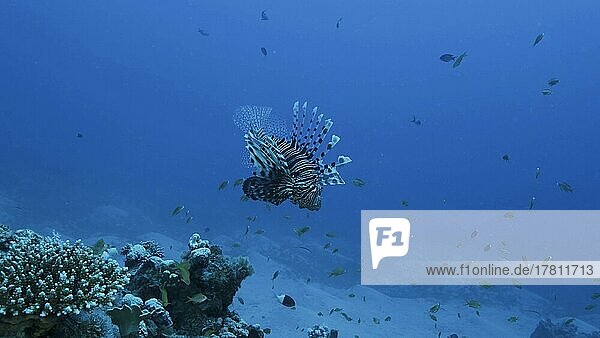 Gewöhnlicher Pazifischer Rotfeuerfisch (Pterois volitans) schwimmt in der Nähe eines Korallenriffs. Rotes Meer  Ägypten  Afrika