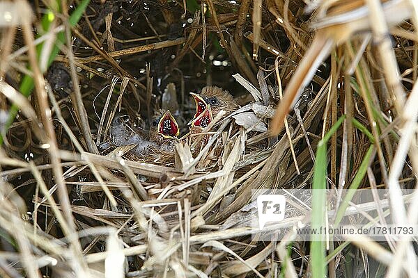 Bartmeise (Panurus biarmicus)  Jungtiere im Nest betteln um Futter  Naturpark Flusslandschaft Peenetal  Mecklenburg-Vorpommern  Deutschland  Europa