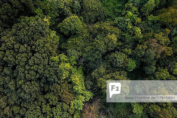 Luftaufnahme dichtes Gebiet zu Wald lebendige grüne Bäume