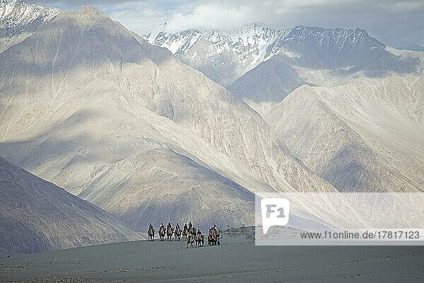 Riders on Bactrian camels in the Nubra Sand Dunes  Leh District  Nubra Tehsil  Ladakh  India  Asia