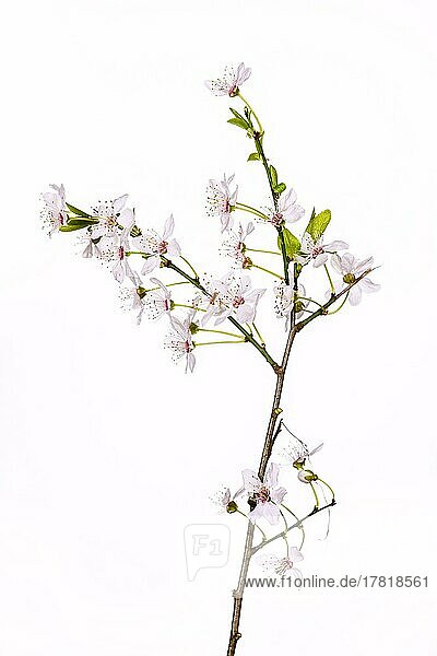 Wild-Pflaume (Prunus domestica)  freigestellt  weißer Hintergrund  Studioaufnahme
